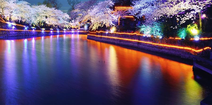 Bring Home the Festivity With Colored LED Light Bulbs – 7Pandas USA ...